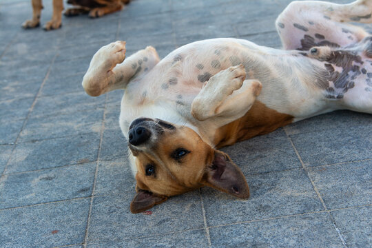 Dog lying on its back on the ground