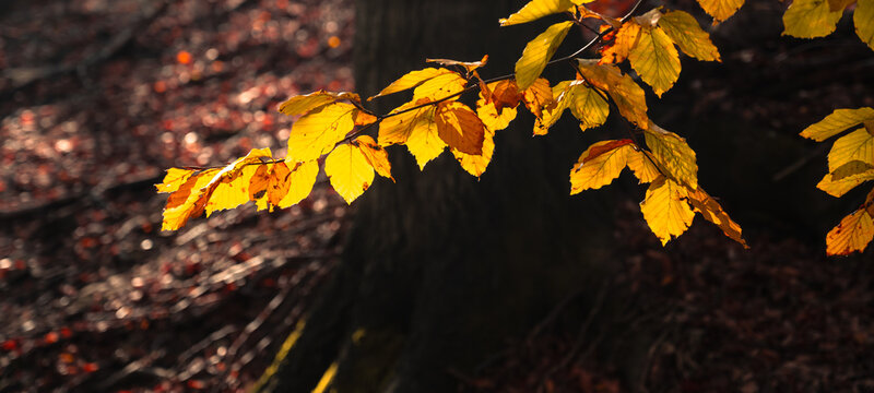 A branch with brilliant yellow and brown Autumn leaves shines brightly in the sunlight. Other branches blurred in the background show signs of the changing seasons.
