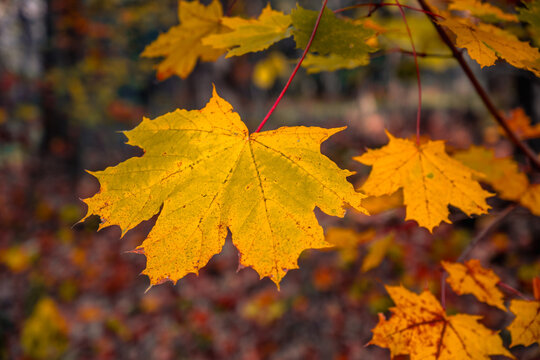 Bright yellow Maple leaves hang on brown branches. Autumn colors are on display. The forest floor is blurred in the background. The scene depicts a peaceful Autumn day.