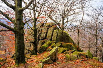 Obraz premium On an autumn day in the beech forest of the Jizera mountains near Oresnik rock, rocks and trees show off fall colors. Leaves cover the ground as the trees stand bare and strong.