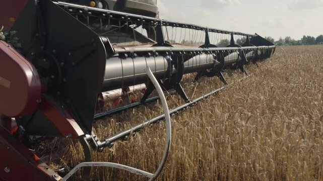 Grain deal. Combine harvester collects grain. agricultural machinery with reel and cutting mechanism works in field in summer. Harvesting ripe barley and rye. Overcoming famine and grain shortages.