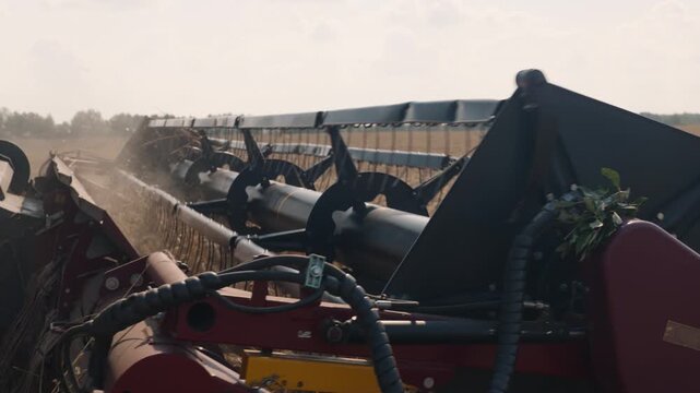 Combine header in motion during ripe grain threshing. Agricultural machinery with reel and cutting mechanism operates in field in summer. Barley and rye harvesting. Combine harvester collects grain.