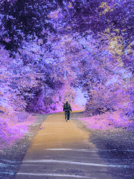 walk in the woods