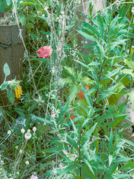 red and green plants