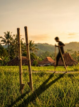 Traditional Indonesian bamboo stilts egrang in green rice field at golden hour with boy walking on stilts in rural village background representing cultural heritage childhood game.