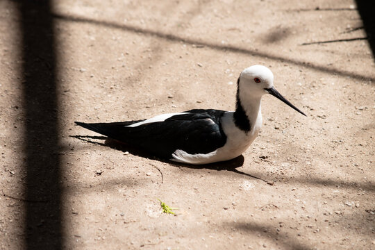 the stilt is resting in the sand