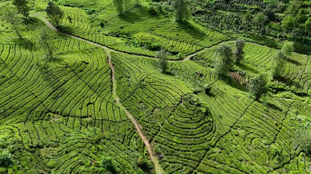 Aerial view of lush green tea plantations with curved rows and a dirt path on rolling hills in Rancabali, West Java, Indonesia.