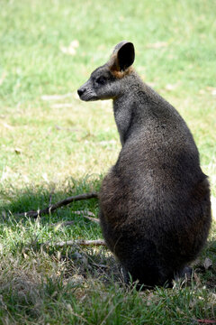 The swamp wallaby has dark brown fur, often with lighter rusty patches on the belly, chest and base of the ears.