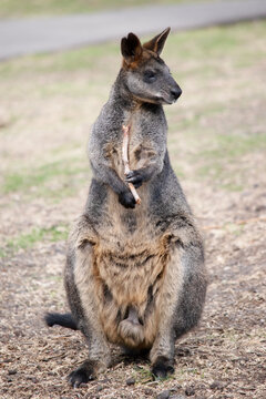 the swamp wallaby is chewing on a twig