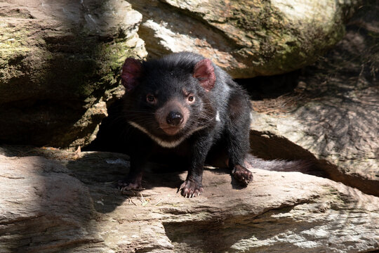 the Tasmanian devil is walking on a log