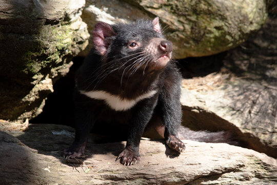 this is a close up of a Tasmanian devil