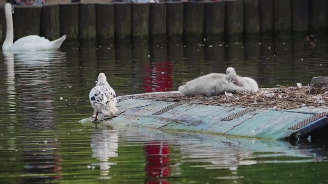 Duck Spreading Its Wings near Sleeping Swan Cygnets on Floating Nest in Park Pond