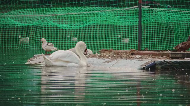 White mute swan spreading wings on a floating platform nest in a pond with ducks and cygnet