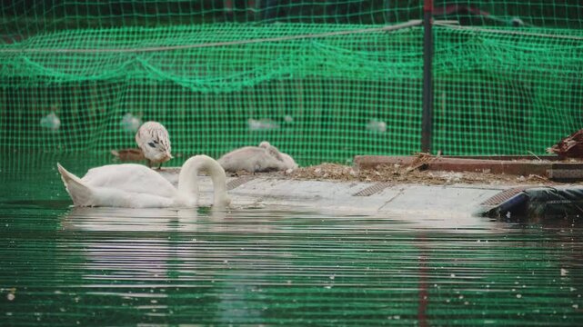 White mute swan swimming in pond water near ducks in bird sanctuary farm with green mesh net background