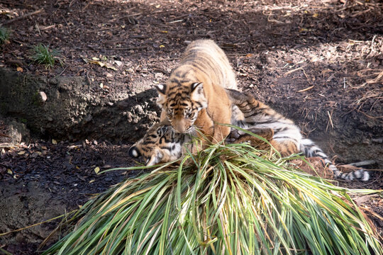 Tiger cubs are born with their stripes and only drink their mothers milk until they are 6 months old
