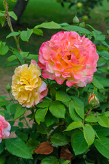 Obraz premium Vertical view of two colorful blooming yellow and pink roses on a bush in a garden in Germany 