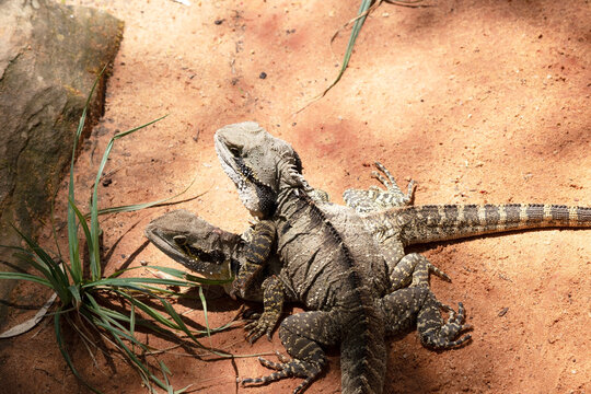 the water dragon lizards are passing each other