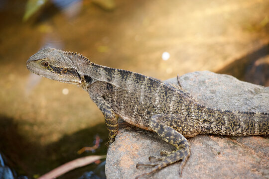 this is a side view of a water dragon lizard