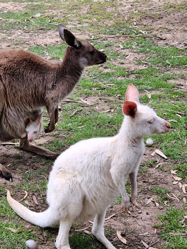 the western grey kangaroo has an albino joey in its patch