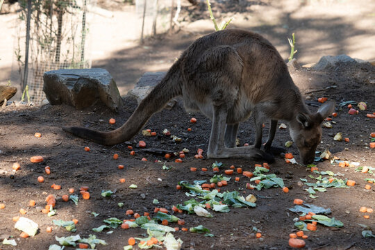 this is a side view of a kangaroo eating vrgetables