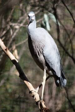 the white faced heron is perched on a branch