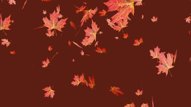 Falling autumn maple leaves animation on dark brown background