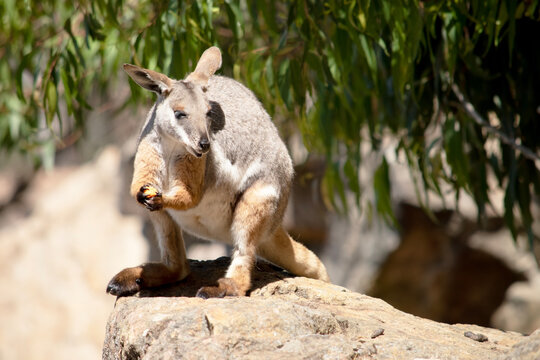 the yellow footed rock wallaby is eating a carrot