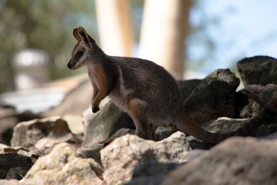 this is a side view of a yellow footed rock wallaby