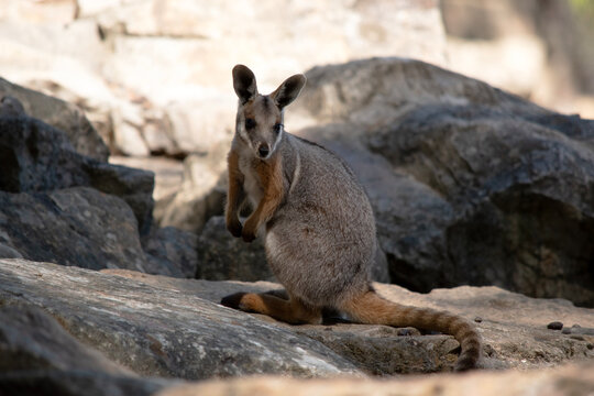 the yellow footed rock wallaby is standing on a rock