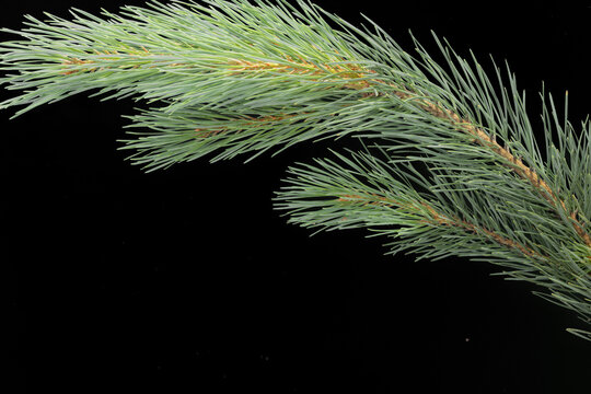 Fresh green pine branch isolated on black background. Natural evergreen conifer for Christmas, winter holiday decorations, seasonal design, festive compositions and botanical projects.