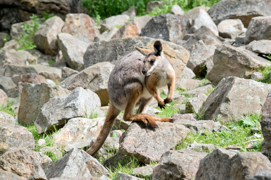 the yellow footed rock wallaby has a grey body with a white chest tan legs and a long tan nad black tail