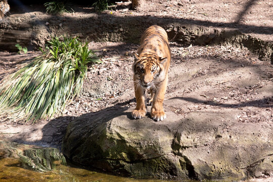 Young tigers have all their stripes and markings. They are learning to be powerful hunters while playing