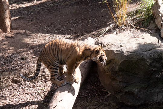 Young tigers have a coat of golden fur with dark stripes, the tiger is the largest wild cat in the world. Tigers are powerful hunters with sharp teeth, strong jaws and agile bodies