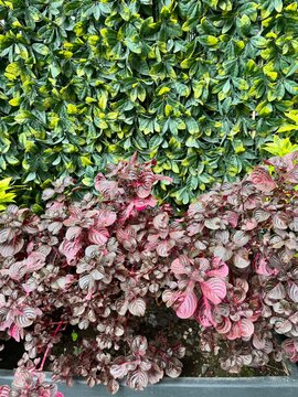 Visual contrast between an artificial green plant wall in the background and a vibrant natural Iresine or bloodleaf plant with deep burgundy and pink-veined leaves in the foreground container.
