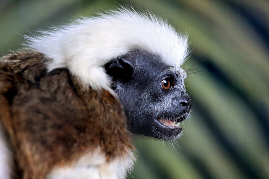 a closeup shot of a rare cotton top tamarin monkey on a wildlife preserve, Portrait of cotton top tamarin perched on a tree branch with distinctive white crest and expressive eyes