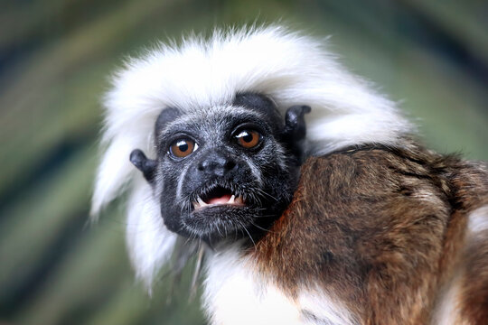 a closeup shot of a rare cotton top tamarin monkey on a wildlife preserve, Portrait of cotton top tamarin perched on a tree branch with distinctive white crest and expressive eyes