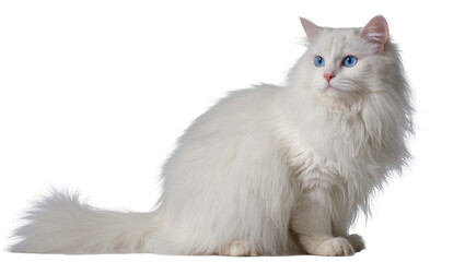 Fluffy white Turkish Angora cat with bright blue eyes, isolated on transparent background © ProStock