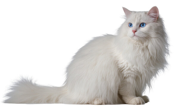 Fluffy white Turkish Angora cat with bright blue eyes, isolated on transparent background