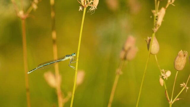 A male white-legged damselfly rests on a slender stem of bladder campion in warm golden evening light, surrounded by softly blurred meadow vegetation.
