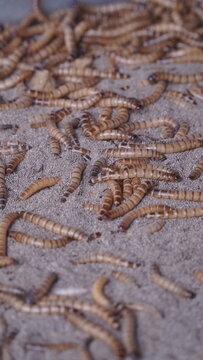 Vertical Shot of Live Mealworms Sold on Sand Tray at Pet Market