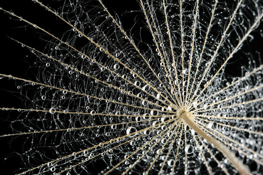 Water droplets on a dandelion seed - extreme macro shot