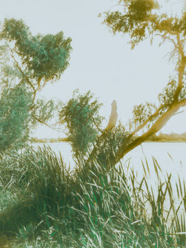 tree in the forest