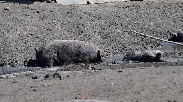 A large, mud-covered pig wades through a thick mud puddle while another pig rests nearby in a sunlit dirt enclosure.