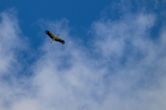 White stork soars against a blue sky with clouds. Its wings spread wide as it glides upward. Clouds drift below in soft, wispy formations. The bird's long legs and neck are clearly visible