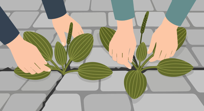 People pulling weeds growing between paving stones outdoor