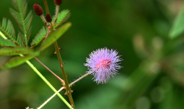 Close up view Mimosa pudica plants from India.