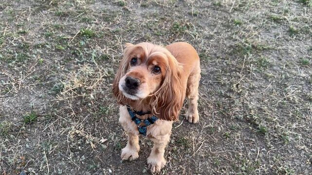 Red cocker spaniel sitting and barking