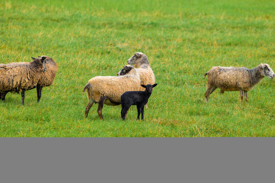 Sheep graze in vibrant green pasture. One black lamb stands near woolly adults. Field offers soft grass and gentle light. Animals relax, unbothered by distant camera