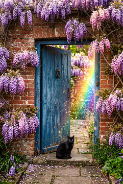 Magical garden door with black cat Felis catus blooming wisteria and rainbow light