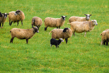 Fototapeta premium Sheep graze on lush green pasture. Border collie herds them in the field. They move calmly through the grassy meadow. Natural daylight illuminates the scene. Peaceful farm setting